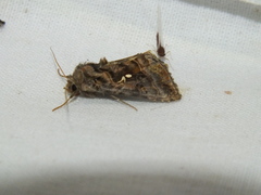 Autographa pulchrina