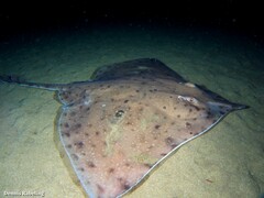 Rostroraja alba
