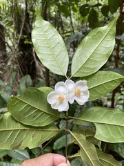 Campomanesia laurifolia