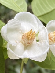 Campomanesia laurifolia