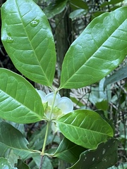Campomanesia laurifolia