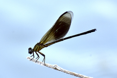 Euphaea
