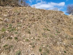 Pulsatilla grandis