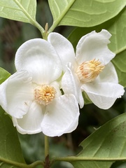 Campomanesia laurifolia