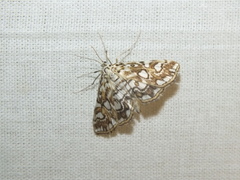 Elophila nymphaeata