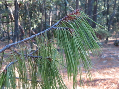 Pinus lumholtzii