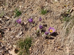 Pulsatilla grandis