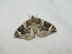 Eulithis prunata