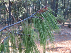 Pinus lumholtzii
