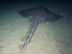 Rostroraja alba