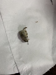 Cydianerus latruncularius