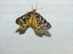 Arichanna melanaria