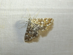 Elophila nymphaeata