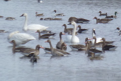 Cygnus columbianus