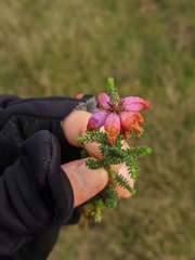 Erica ciliaris