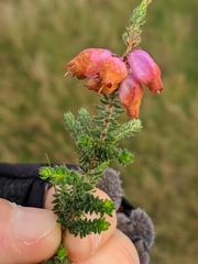 Erica ciliaris