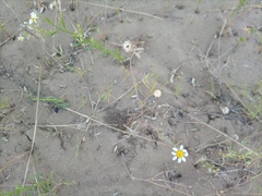 Anthemis ruthenica