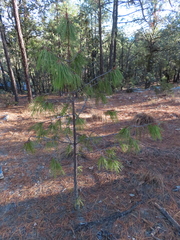 Pinus lumholtzii