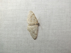 Hydrelia sylvata