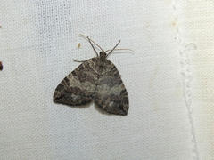 Hydriomena furcata