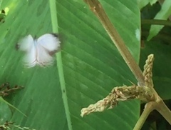 Jamides celeno aelianus