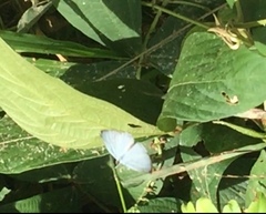 Jamides celeno aelianus