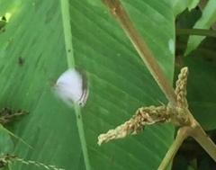 Jamides celeno aelianus