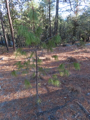Pinus lumholtzii