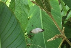 Jamides celeno aelianus