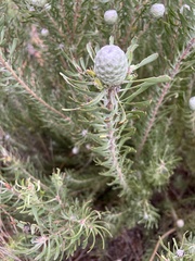 Leucadendron galpinii