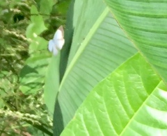 Jamides celeno aelianus