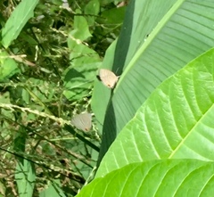 Jamides celeno aelianus