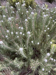 Leucadendron galpinii