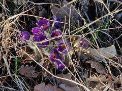 Pulsatilla grandis