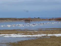 Cygnus columbianus