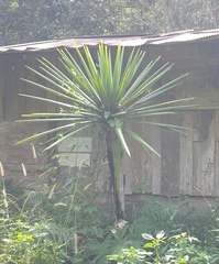 Dracaena cochinchinensis