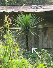 Dracaena cochinchinensis