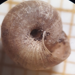 Microxeromagna lowei