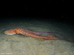 Callistoctopus macropus