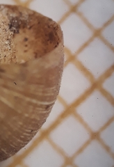 Microxeromagna lowei