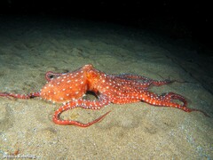 Callistoctopus macropus