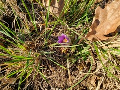 Pulsatilla grandis