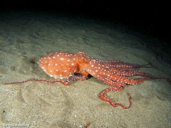 Callistoctopus macropus