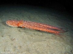 Callistoctopus macropus
