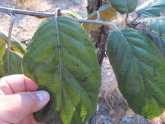 Quercus crassifolia