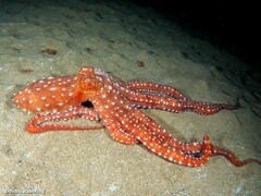 Callistoctopus macropus