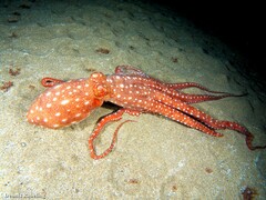 Callistoctopus macropus
