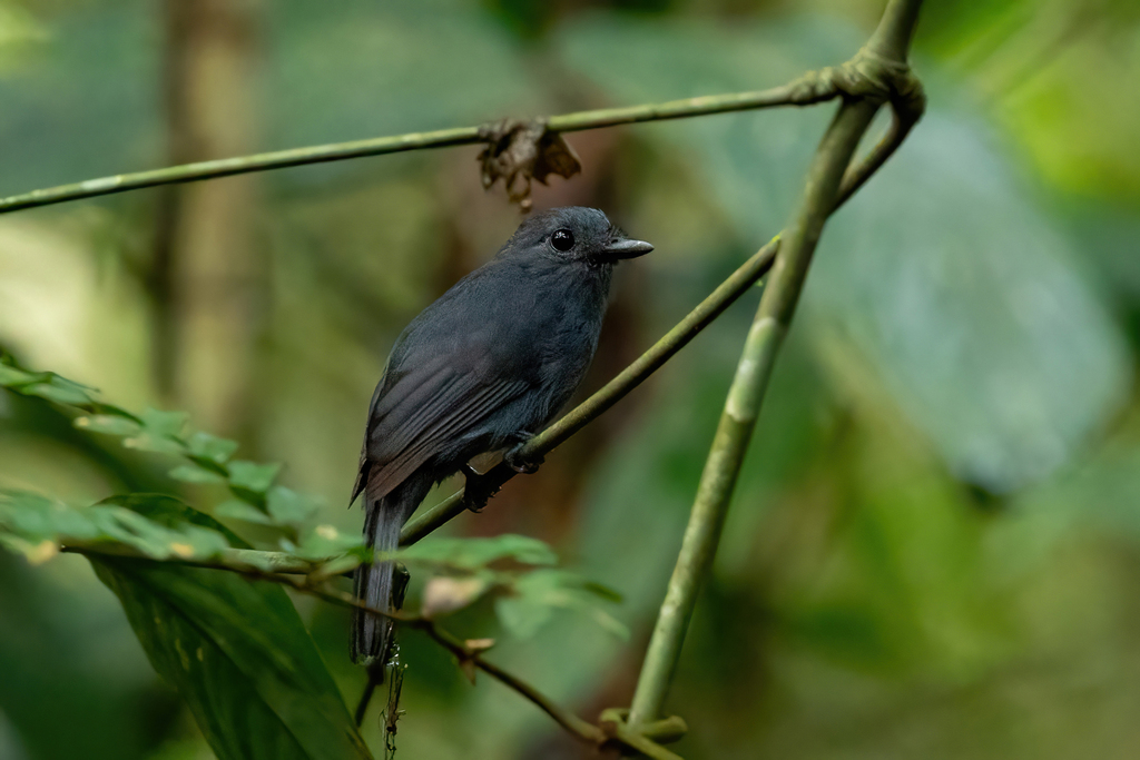 Thamnomanes Antshrikes