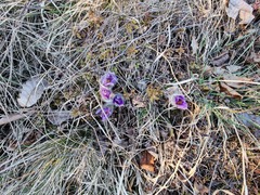 Pulsatilla grandis