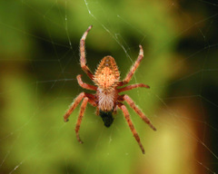 Eriophora ravilla